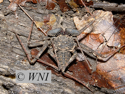 Phrynus pulchripes (Phrynidae, Amblypygi)